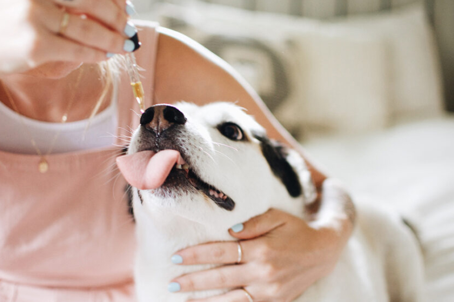 Everything You Need to Know About CBD Dog Capsules